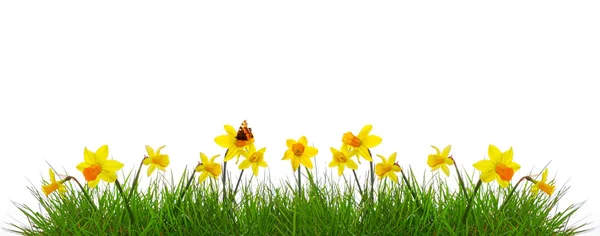 Yellow narcissus — Stock Photo, Image