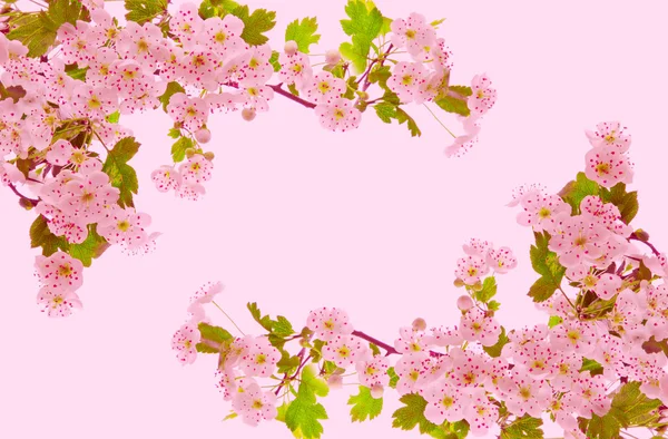 Cherry blossoms . — Stock Photo, Image