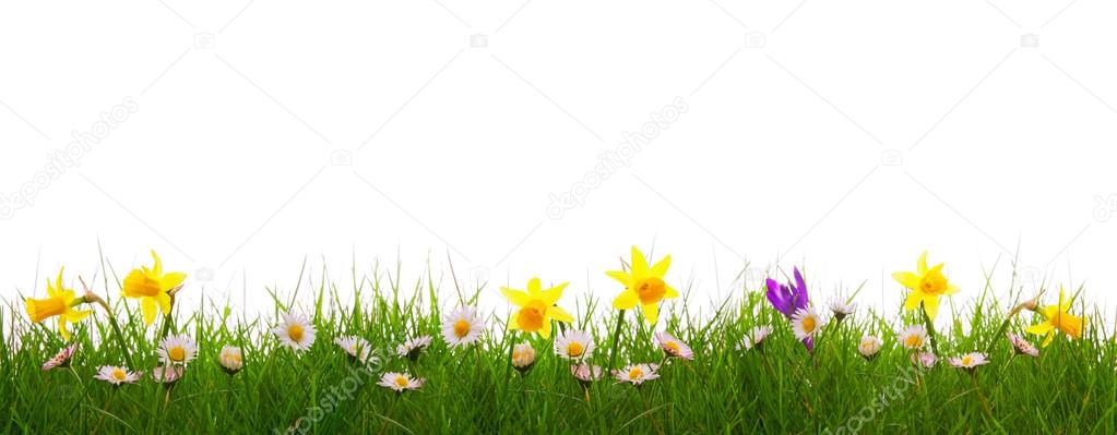 Green grass and colorful spring flowers.