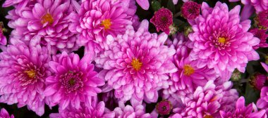 pembe krizantem.