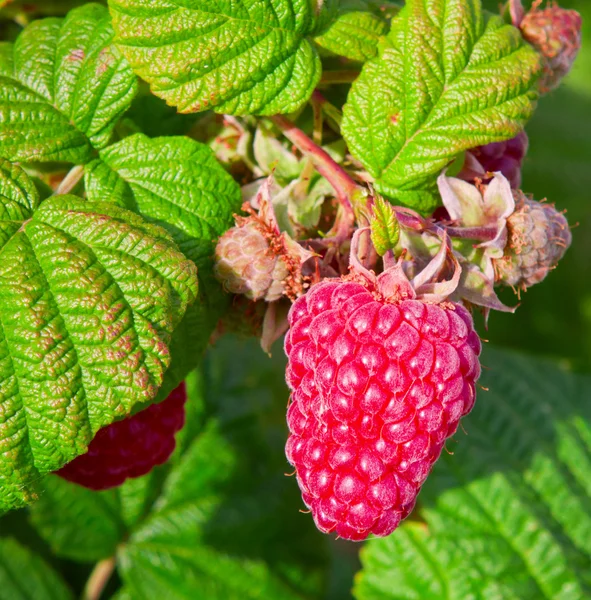 Fresh red raspberries. — Stock Photo, Image