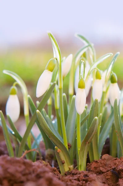 Snow bells. — Stock Photo, Image