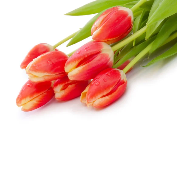 Červené tulipány pozadí. — Stock fotografie