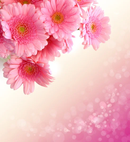 분홍빛 게레 베라 꽃이 따로따로 핀다 . — 스톡 사진