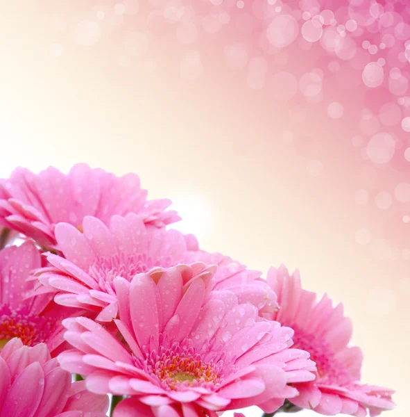 Pink gerbera flowers isolated .