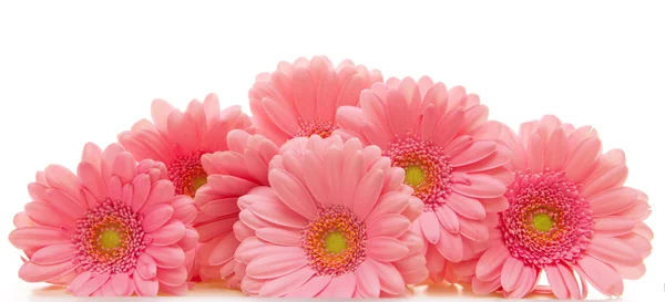 Pembe gerbera çiçekleri izole edilmiş. .
