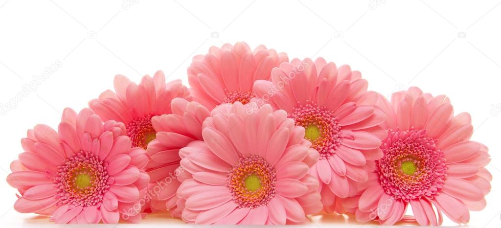 Pink gerbera flowers  isolated .