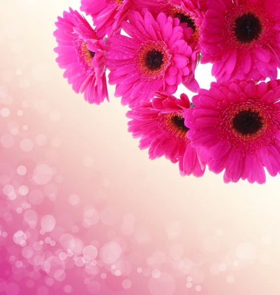 Gerbera rosa fiori isolati . — Foto Stock