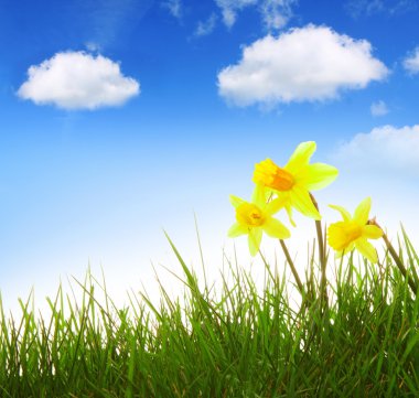 Sarı nergis ve mavi gökyüzü.