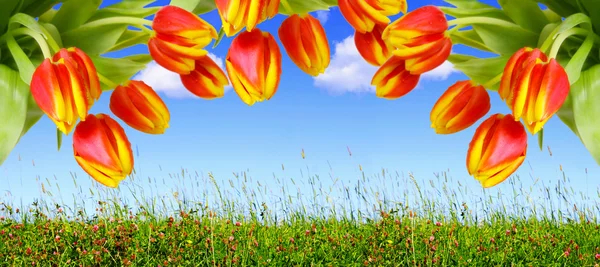 Czerwone tulipany i błękitne niebo. — Zdjęcie stockowe