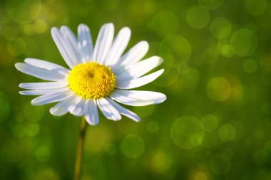 Beyaz papatya çiçeği .