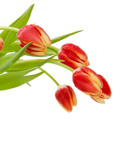 Rote Tulpen Hintergrund. — Stockfoto