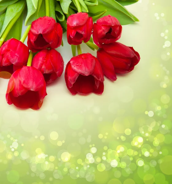 Červené tulipány, izolované na zeleném pozadí. — Stock fotografie