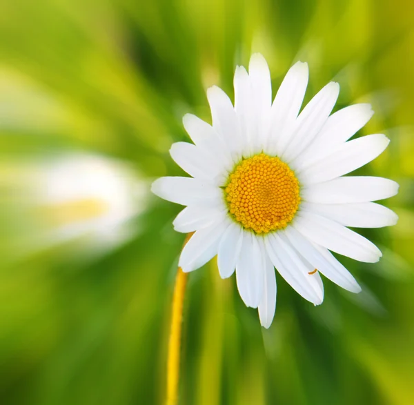 Blomkål . — Stockfoto