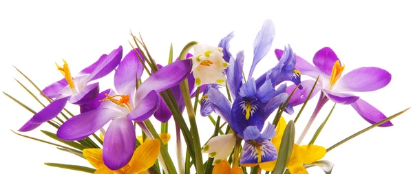 Színes tavaszi virágok izolált . — Stock Fotó