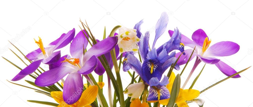 Colorful spring flowers isolated .