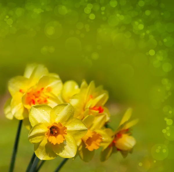 Yellow narcissus . — Stock Photo, Image