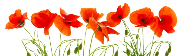 Mohn isoliert . — Stockfoto