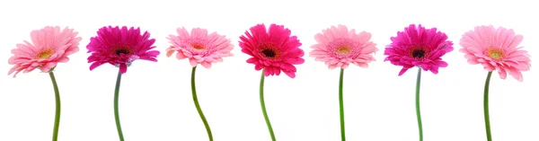 Flores gerber rosadas aisladas. — Foto de Stock