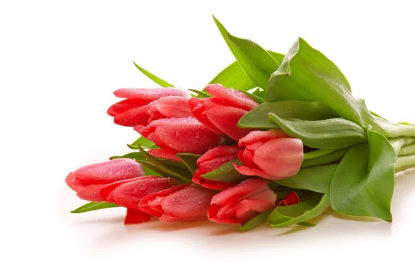 Růžové tulipány pozadí. — Stock fotografie