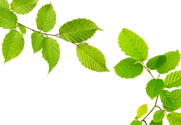 Gröna blad isolerade. — Stockfoto