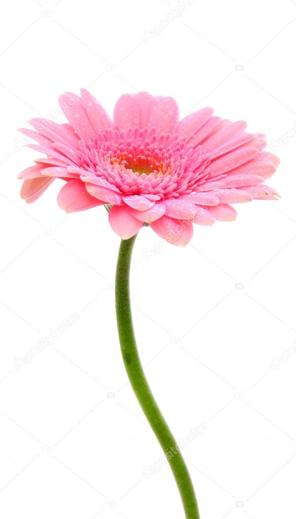 Pink gerber flower  isolated.
