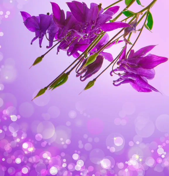 Purple columbine. — Stock Photo, Image