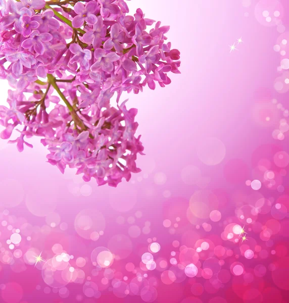 Lilac Merah Muda . — Stok Foto