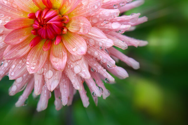розовый цветок георгины.