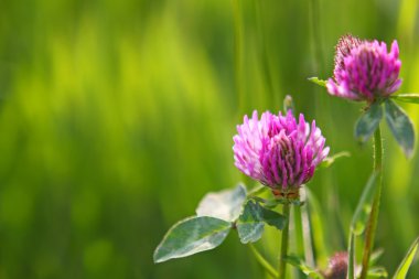 İzole iki yonca çiçek.