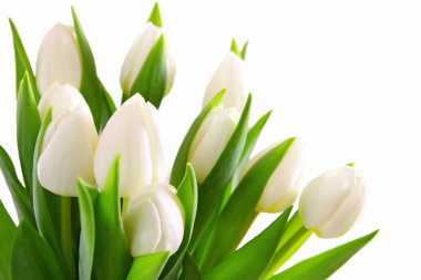 White tulips background. clipart