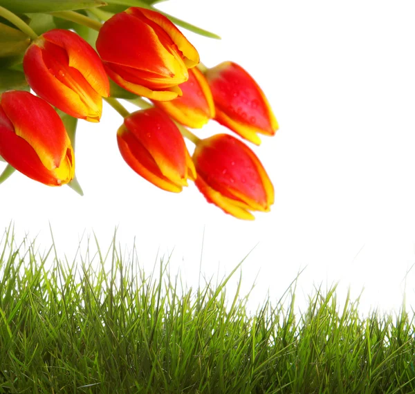 Red tulips  isolated . — Stock Photo, Image