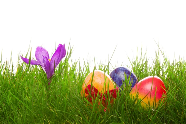 Colorate uova di Pasqua e croco viola . — Foto Stock