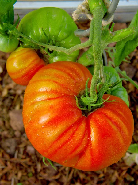 Great  bull heart tomato. — Stock Photo, Image