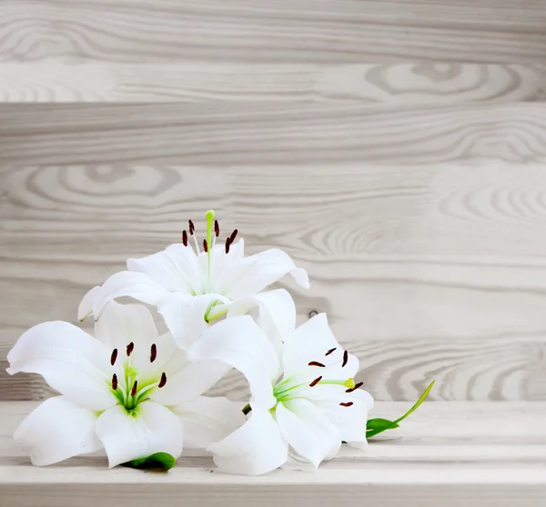 White lilies isolated . — Stock Photo, Image