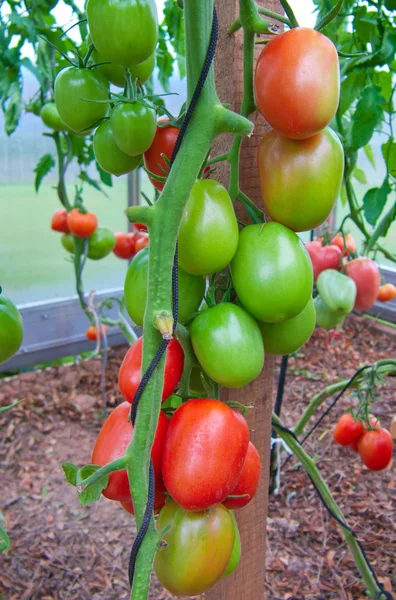 Tomaten plant. — Stockfoto