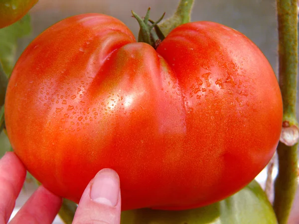 Gran corazón de toro tomate . — Foto de Stock