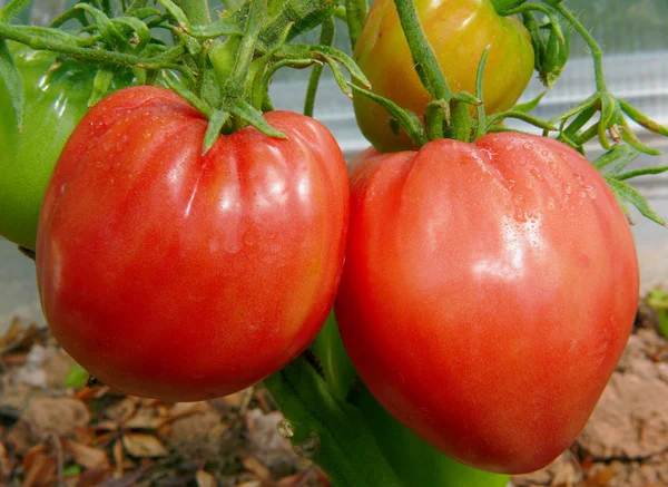 큰 황소 심장 토마토. — 스톡 사진