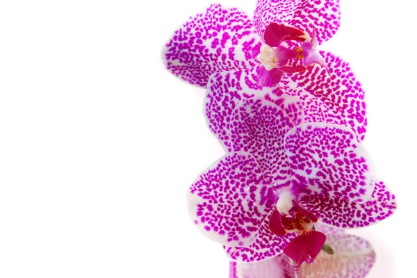 Pink Orchid Branch. — Stock Photo, Image