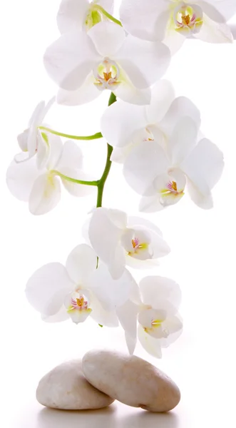 Piedras de masaje con orquídea. —  Fotos de Stock
