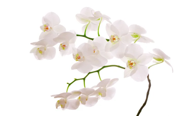 Fehér orchidea ág. — Stock Fotó