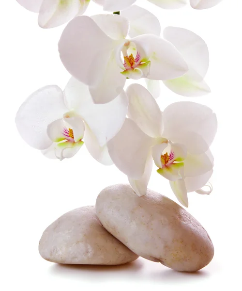 Piedras de masaje con orquídea. —  Fotos de Stock