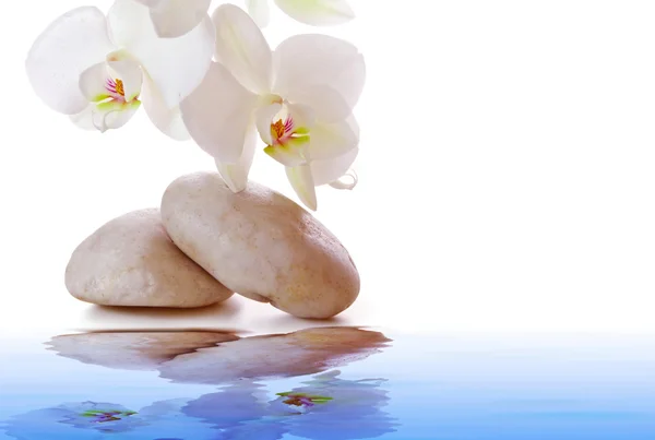 Piedras de masaje con orquídea blanca . —  Fotos de Stock