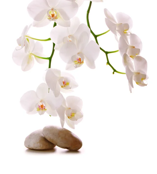 Pedras de massagem com orquídea. — Fotografia de Stock