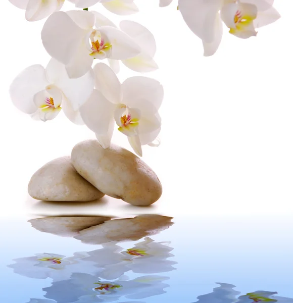 Piedras de masaje con orquídea blanca . —  Fotos de Stock