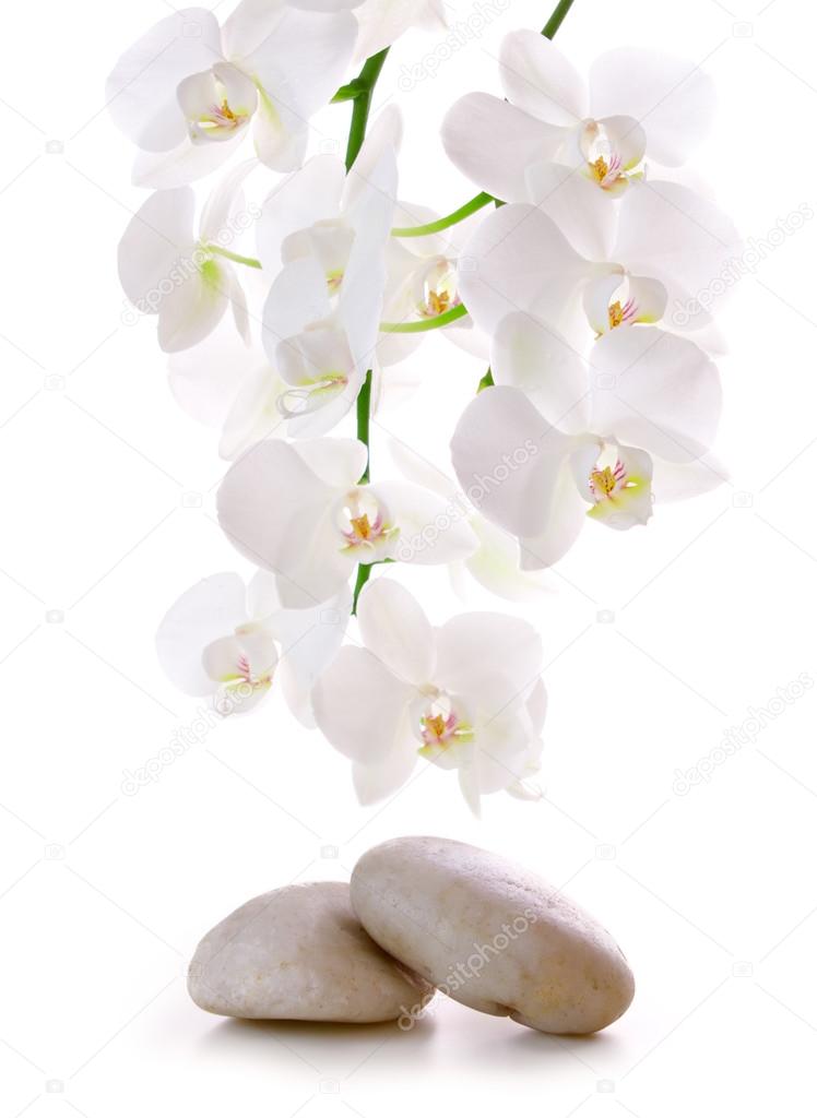 Massage Stones with Orchid.