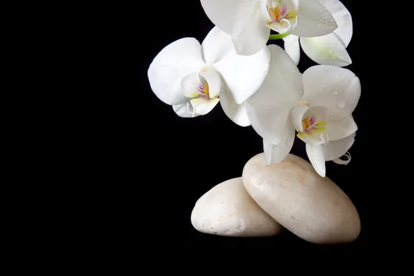 Kamienie do masażu z orchideą. — Zdjęcie stockowe