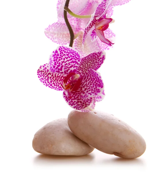 Pietre da massaggio con orchidea rosa. — Foto Stock