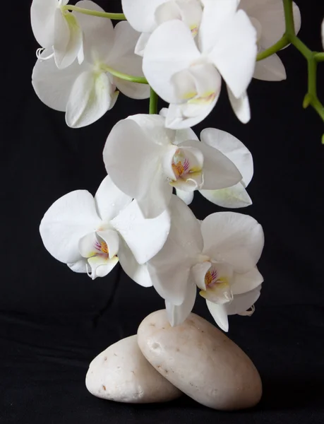 Pierres de massage avec orchidée. — Photo