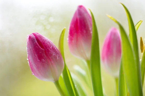 Fleurs de tulipes printanières . — Photo